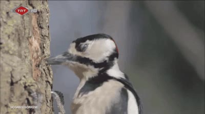 pajaro,carpintero,fuerza,arbol,camara lenta,menuda fuerza