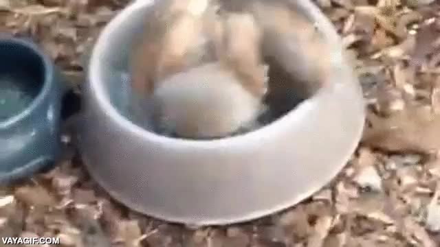 b&uacute;ho,perro,bebedero,plato,menudo ba&ntilde;o se pegan,chapotear