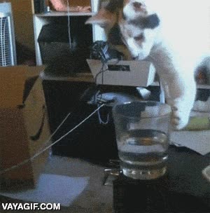 Un gato no se preocupa por si el vaso está medio lleno o medio vacío tirar,vaso,lleno,agua,el suelo parecía sediento,al suelo,gato