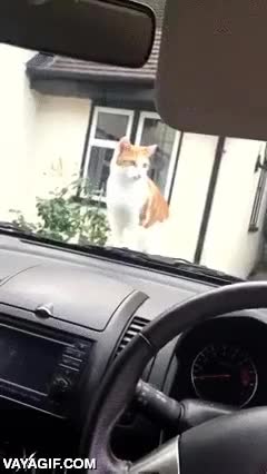 susto,saltar,gato,coche,claxon,bocina,asustar