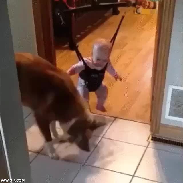 saltar,perro,en realidad persigue la sombra del peque,bebe,ni&ntilde;o,colgar,puerta