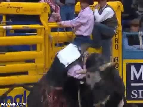 toro,acrobacia,recuperacion,salvaje,rodeo,distraer,salvar,pedazo de ninja