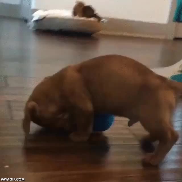 pelota,tenis,cachorro,perro,jugar,divertido,adorable