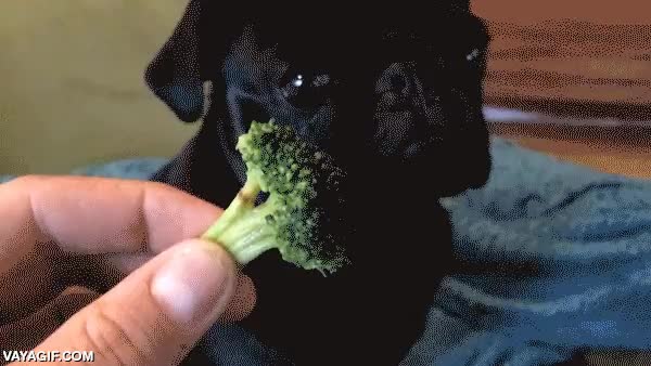 pug,carlino,perro,comer,brocoli,morder,al ataque