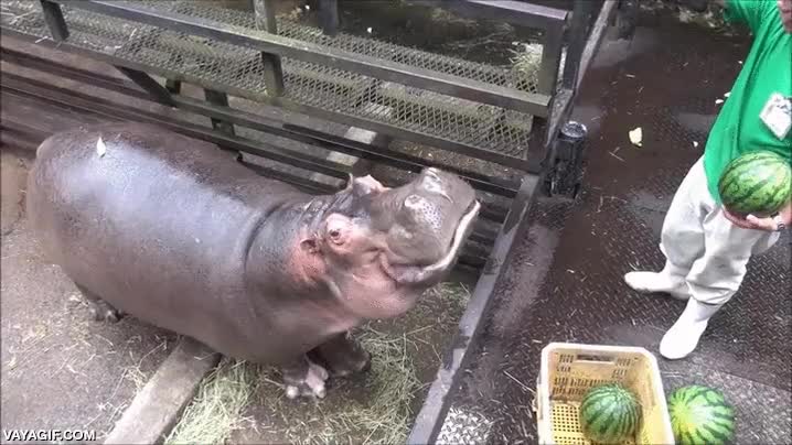 Enlace a El Tragabolas en la vida real es algo más lento y bastante más terrorífico