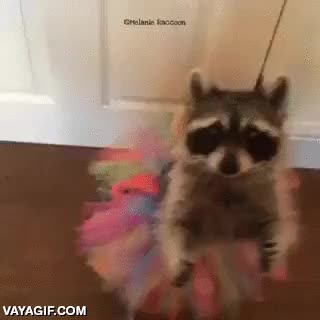 mapache,bailar,tutu,dar vueltas