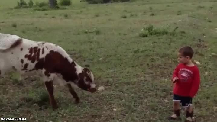 ternera,vaca,joven,ni&ntilde;o,se arrodilla,la vaca lo imita,que bonito