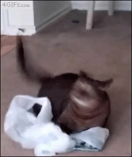 Cuando le das 'catnip' a tu gato pueden pasar cosas como estas lo está flipando muy fuerte,gato,flipar,catnip,colocado