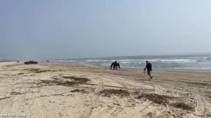 Dos potros salvajes jugando en la playa como dos niños pequeños se les ve contentos,playa,jugar,potro,caballo,salvajes,a lo loco