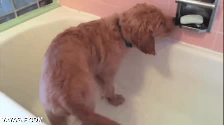 perro,lavarse,cachorro,grifo,agua,toalla,ba&ntilde;o,ba&ntilde;arse,hacerse mayor