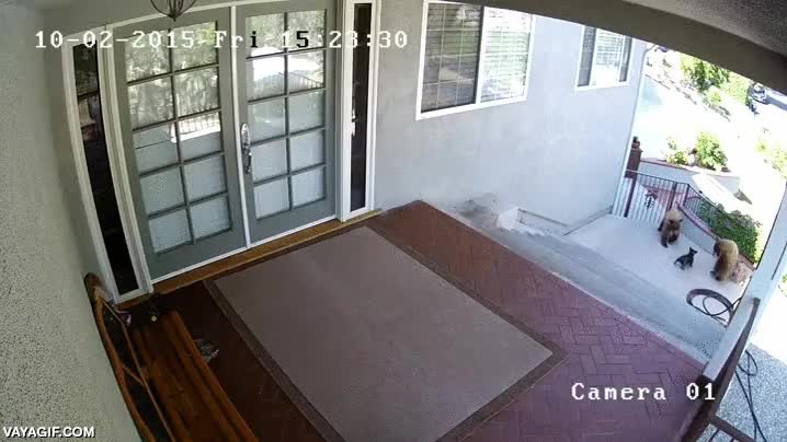 oso,bulldog frances,encararse,enfrentarse,atacar,porque son j&oacute;venes si no...