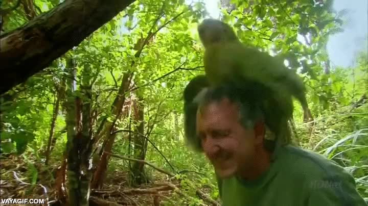 kakabo,kakap&uacute;,ave,pajaro,papagayo lechuza,hortera como un papagayo y gordo como una lechuza