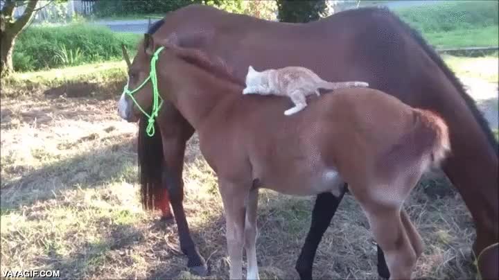 cazador,caballo,gato,fail,intentar morder,supongo que solo juega