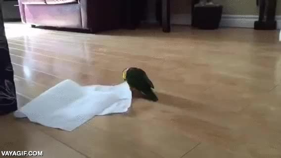 emocion,desproporcionado,alegria,loro,servilleta,papel