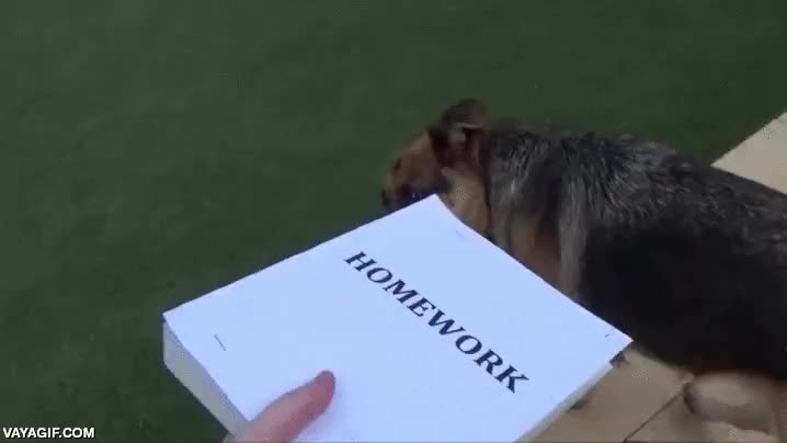homework,aprender,excusa,mi perro se los comi&oacute;,deberes,perseguir,perro