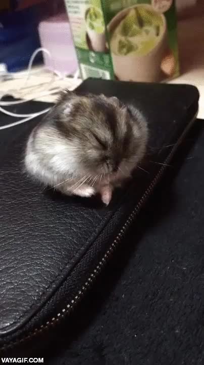 hamster,raton,fail,caer,quedarse dormido,rodar