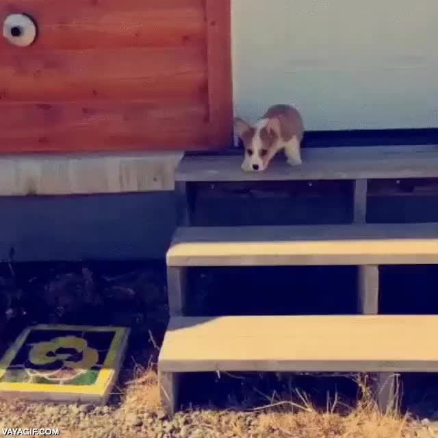 corgi,perro,caer,escaleras,fail,resbalar,pobrecito,que mono