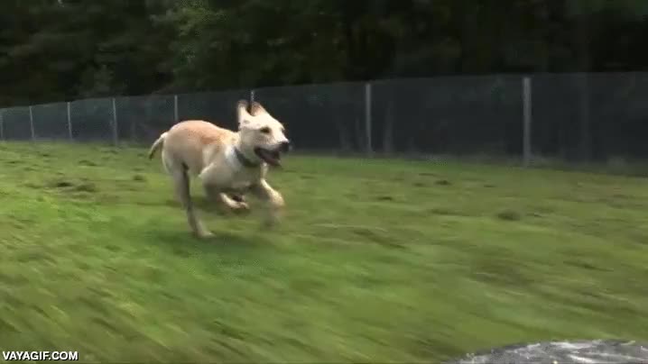 adorable persecuci&oacute;n,cazador,instinto,perro,guepardo,carrera,perseguir