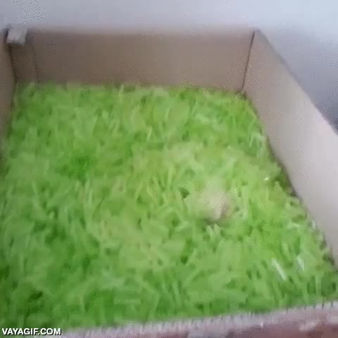 palitos verdes,huron,jugar,aparecer,esconderse,travieso,ba&ntilde;era