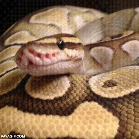 adorable,letal,bostezo,bostezando,serpiente,piton