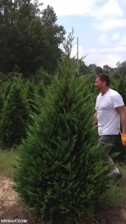 arbol,arbolito,de navidad,cuchillos,podar,cortar