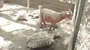 cabra,tortugas,subir,encima,gato,roomba