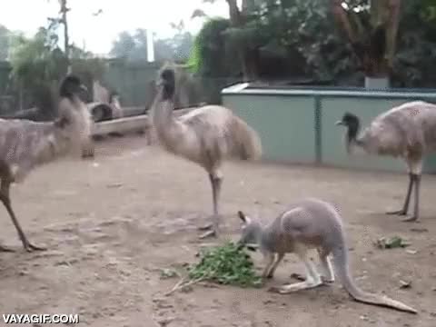 El canguro que sabía guardar bien su posición respecto a los emús emu,canguro,defender,levantar,cargar,comida,ramas