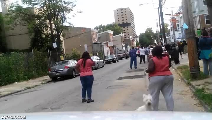 seguramente se asust&oacute; con el ruido de las explosiones,perro,dar vueltas,nervioso,grabar,impedir