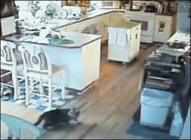 gato,terremoto,asustarse,antes,lo saben,lo notan,catastrofes