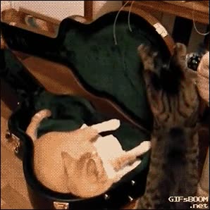 funda de guitarra,encerrar,gato,trollear,sin querer aparentemente