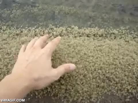 cangrejo,animales,tama&ntilde;o,miniatura,peque&ntilde;os,australia