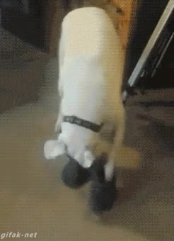 perro,zapatos,caminar,crocs,el perro de frank de la jungla?,pasos