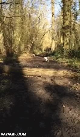 comparacion,majestuoso,pug,carlino,fail,arbol,chocar