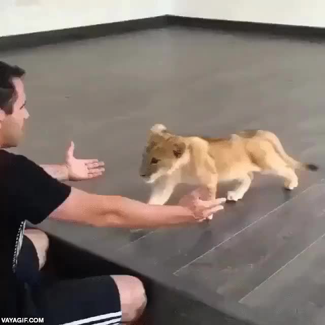 leon,cachorro,cr&iacute;a,bebe,simba,nuevo record,adorable,mimos