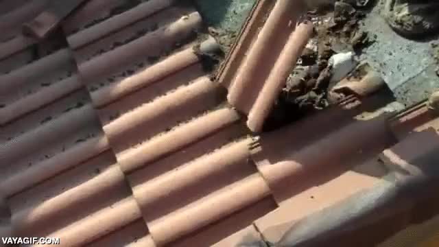 ¿Nunca te has preguntado dónde están los murciélagos urbanos durante el día? Tal vez en tu tejado tejado,la guarida de batman,entre tejas,plaga,infestado,murcielago