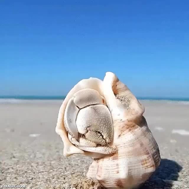 cangrejo,ermitaño,concha,caparazon,tocar,llamar,huir