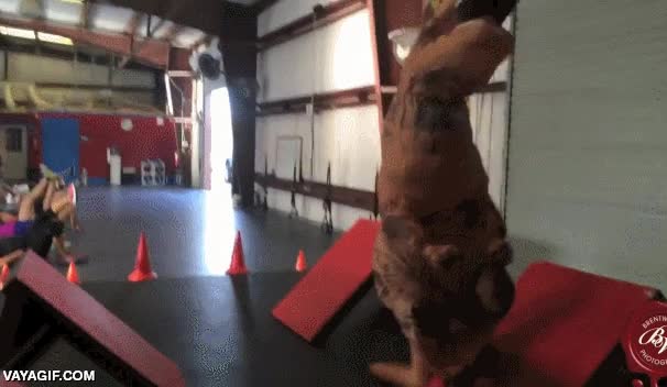 T-Rex,dinosaurio,entrenamiento,crossfit,urbanfit,no es f&aacute;cil,cocodrilo