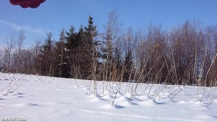 bajo de mi arbol,cada mochuelo a su olivo,lechuza,buho,comer,desayunar,despertar