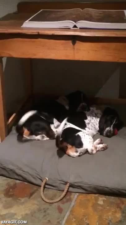 movimiento,cola,alegr&iacute;a,sincronizados,sincronizaci&oacute;n,debajo de la mesa,perro