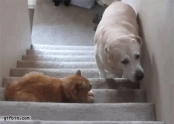 perro,gato,miedo,subir,pasar,escaleras,siendo mucho m&aacute;s grande,la nobleza de los perros