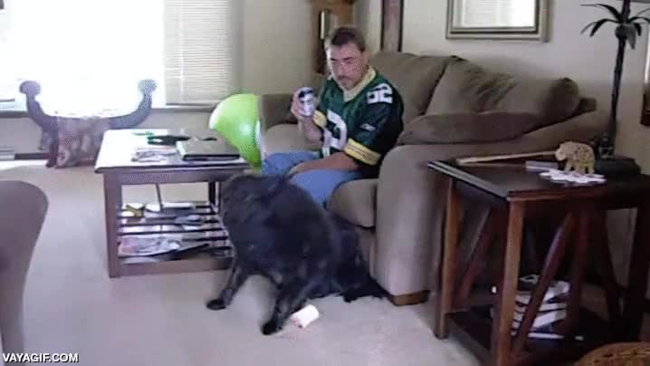 nevera,cerrar,perro,abrir,llevar,lata,cerveza,adiestrado