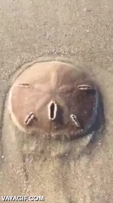 animal,marino,acuatico,agujeros,respiraderos,curiosa forma