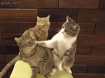 pelea,agresion,agresividad,se rebota,gato,muy chungos