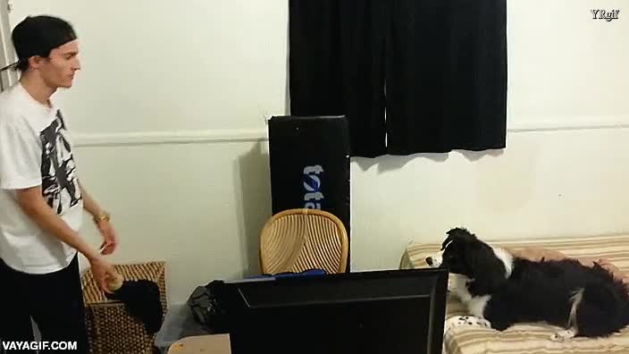 perro,federer,lanzar,pelota,devolver,punteria,entrenamiento