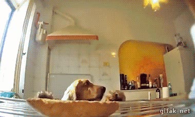 perro,cocker,trozo de pan,fregadero,insistir,comer,ansia