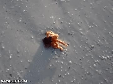 mensaje,cthulhu,hijo,traer,pulpo