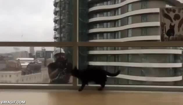 limpia,jugar,gato,cristaleras,edificio,limpiadores