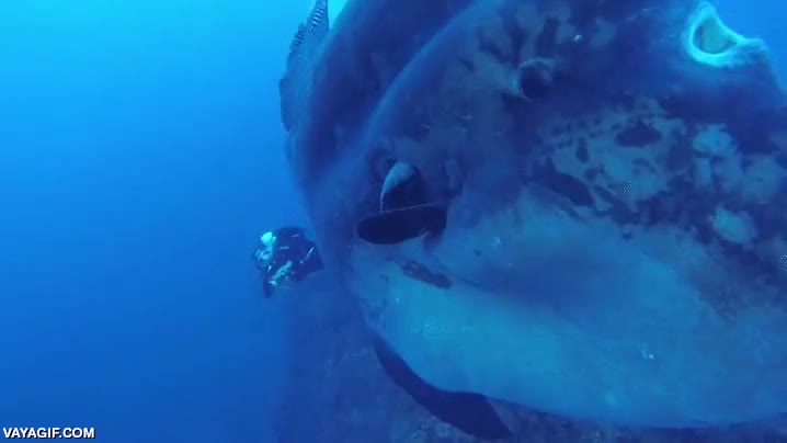 pez,luna,gigante,enorme,facil son dos toneladas de pez,pescado