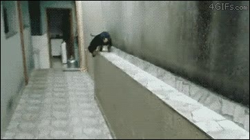 perro,atrás,moonwalk,muro,marcha atrás