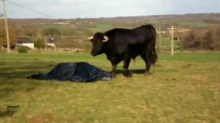 desconfiar,toro,se nota que es joven y solo juega,investigando el mundo